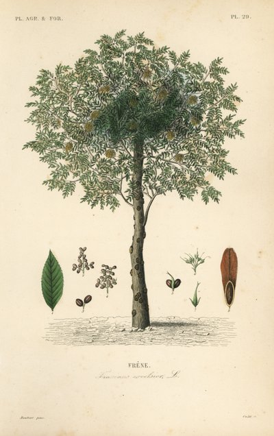 ヨーロッパアッシュツリー（Fraxinus excelsior, Frene 作： Unbekannt