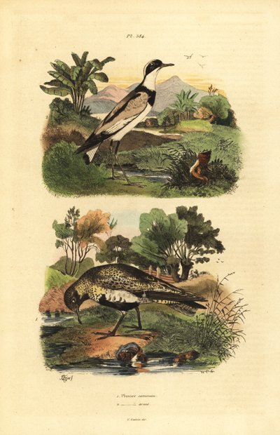 ヨーロッパのゴールデン・チドリ（Pluvialis apricaria）、リング・チドリ（Charadrius hiaticula）。 作： Unbekannt