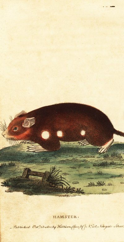 ヨーロッパのハムスター、Cricetus cicetus。 絶滅危惧。 ,1800年（刻印） 作： Unbekannter Künstler