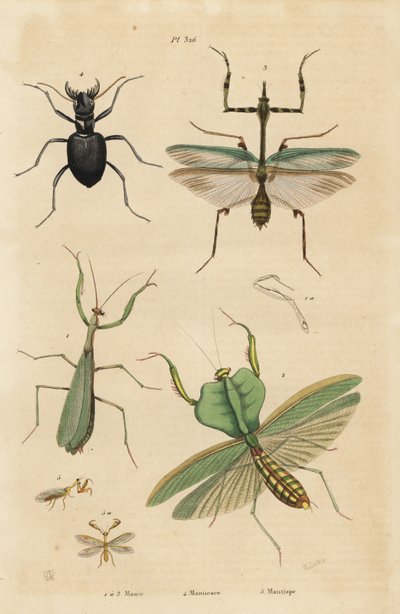 ヨーロッパカマキリ（Mantis religiosa）1、葉カマキリ（Choeradodis rhomboidea）2、トラカミキリ（Manticora latipennis）3、カマキリチョウ（Mantispa styriaca）4 作： Unbekannt