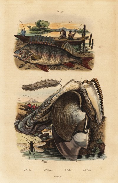ヨーロピアンパーチ（Perca fluviatilis）1、ベルベットワーム（Peripatus iuliformis）2、レイスウィング（Perla marginata）3、アコヤガイ（Isognomon isognomum）4。Perche, Peripate, Perle, Perne 作： Unbekannt