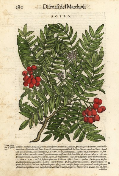 ヨーロッパナナカマドの木、Sorbus aucuparia。ピエトロ・アンドレア・マッティオーリ著『Discorsi di P.A. Matthioli ne i sei libri della Materia Medicinale di Pedacio Dioscoride Anaza』のジョルジョ・リベラーレによる挿絵をもとに、ヴォルフガング・マイヤーピックが手彩色した木版画。 作： Unbekannter Künstler