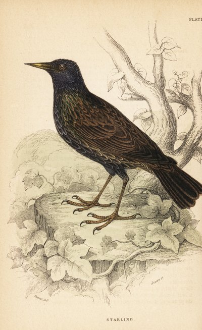 ヨーロッパのムクドリ、Sturnus vulgaris.1889 (彫刻) 作： Unbekannter Künstler