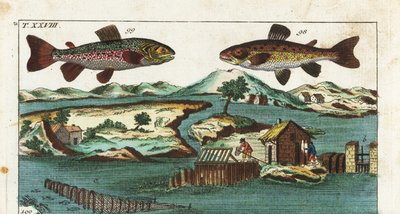 ヨーロピアン・トラウト-人工の瀬を利用した漁法で魚を獲る-イワナSalmo trutta trutta 98、イワナSalvelinus alpinus alpinus 99、川の人工の瀬を利用した漁法でサケをグリルや網で獲る。手彩色銅版 作： Unbekannter Künstler