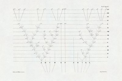 進化論：チャールズ・ダーウィン（1809～1882）の「自然淘汰による種の起源、あるいは自然界における生存競争」に由来する進化の図式。 作： Unbekannter Künstler