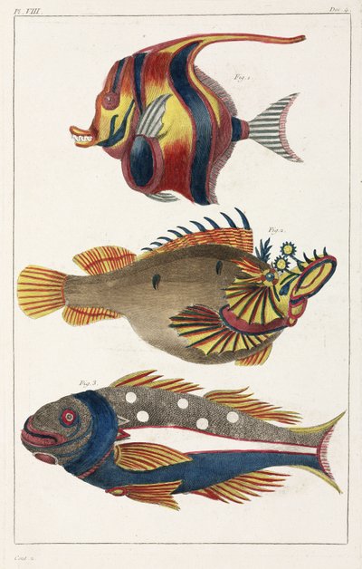 モルッカ島のエキゾチックな魚 作： Unbekannt
