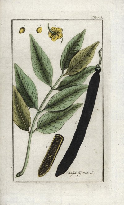 偽セーヌ、偽キャロブの木、ゴールデンシャワーまたはカネフィア（Cassia fistula）。オランダ、ヨハネス・ゾーン（1739-1799）作 "Afbeelding der Artseny-Gewassen "のリトグラフ。 作： Unbekannter Künstler