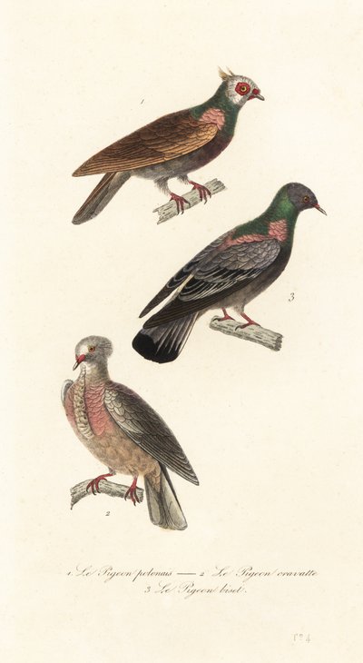 派手な鳩の品種. 作： Unbekannter Künstler