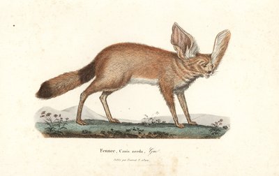 フェネックギツネまたはフェネック、Vulpes zerda。ルネ・プリムヴェール・レッスン著『ビュフォンの作品集』（プーラ・フレール、パリ）より。 作： Unbekannter Künstler