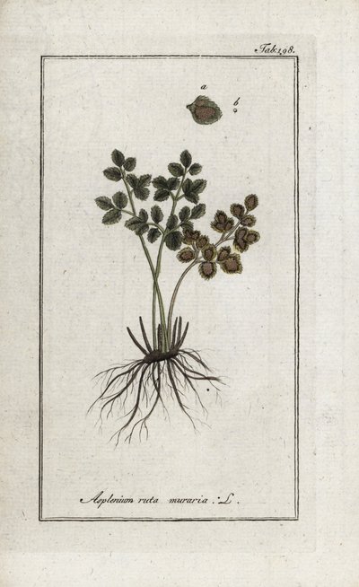 壁のシダdoradillaまたは壁のアスプレニア通り（Asplenium ruta muraria）。オランダ、ヨハネス・ゾーン（1739-1799）作 "Afbeelding der Artseny-Gewassen "よりリトグラフ。 作： Unbekannter Künstler
