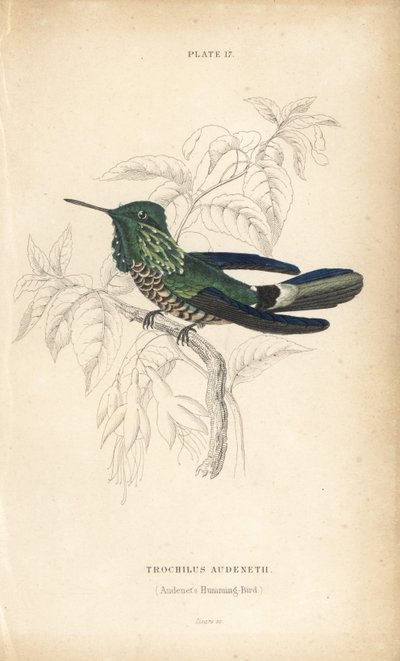祝祭のコケット、Lophornis chalybeus（オーデネットハチドリ、Trochilus audenetii）。Sir William Jardine
