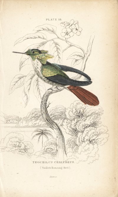 祝祭のコケット、Lophornis chalybeus（Vieillot