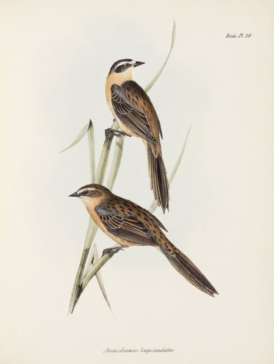 フィンチ、c 1832-1836 作： Unbekannter Künstler