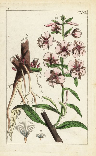 Fireweed、Epilobium angustifolium。 作： Unbekannter Künstler