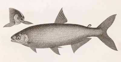 魚です。Le Characin 作： Unbekannt