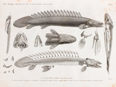 魚です。Le Polyptere Bichir, anatomy 作： Unbekannt