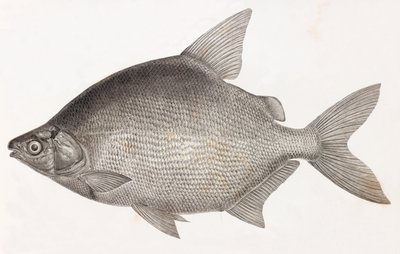 魚です。Le Serrasalme Citharine 作： Unbekannt