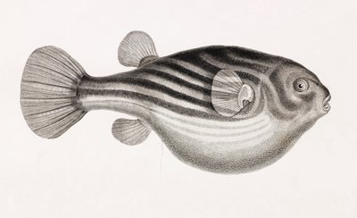 魚：テトロドン、クローズアップ 作： Unbekannt