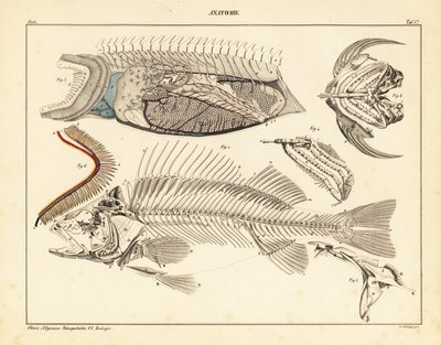 骨格、えらなどを示す魚の解剖学、1841年（リトグラフ） 作： Unbekannter Künstler