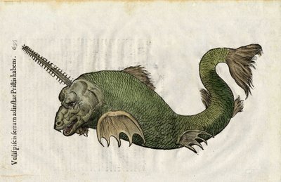 魚は、"Ulyssis Aldrouandi....(邦訳)」にある。Antonius Bernia in lucem restit...."は、ウリッセ・アルドロヴァンディ（1522-1605）の博物学を扱っている。ボローニャ 作： Unbekannter Künstler