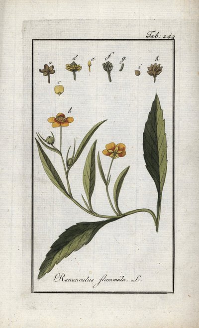 炎キンポウゲまたは小堀または小炎（Ranunculus flammula）。オランダ、ヨハネス・ゾーン（1739-1799）の「Afbeelding der Artseny-Gewassen」よりリトグラフ。 作： Unbekannter Künstler