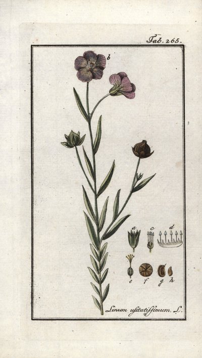 亜麻仁（Linum usitatissimum）。ヨハネス・ゾーン（1739-1799）作 "Afbeelding der Artseny-Gewassen "よりリトグラフ、オランダ 作： Unbekannter Künstler