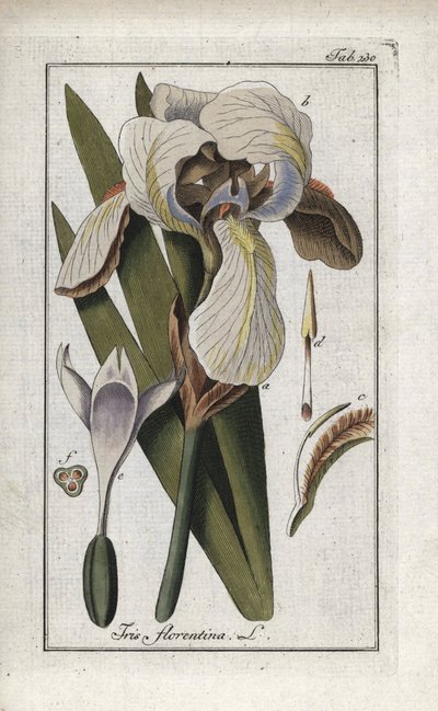 フィレンツェアヤメ（Iris florentina）。オランダ、ヨハネス・ゾーン（1739-1799）作 "Afbeelding der Artseny-Gewassen "のリトグラフ。 作： Unbekannter Künstler