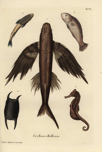 トビウオ、Exocoetus volitans 1、吸盤魚、Remora remora 2、バラマンディ、Lates calcarifer 3、ウロコ 4、タツノオトシゴ、Hippocampus species 5。ゲオルク・ヴォルフガング・クノール著『Deliciae』に掲載されたクリスティアン・ラインベルガーのイラストをもとにした手彩色銅版画。 作： Unbekannter Künstler