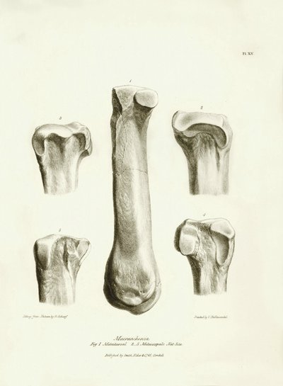 チャールズ・ダーウィンがビーグル号探検中に記載した、姿を消した先史時代の動物マクラウケニアの化石骨（中手骨と中手骨）。The Zoology of the voyage of H.M.S. Beagle under the Command of Captain Fitzroy during "ビーグル号の動物学 "より。 作： Unbekannter Künstler