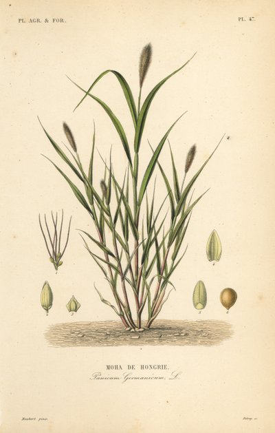 アオキビ、イタリアキビ、Setaria italica、Panicum germanicum、Moha de Hongrie 作： Unbekannt
