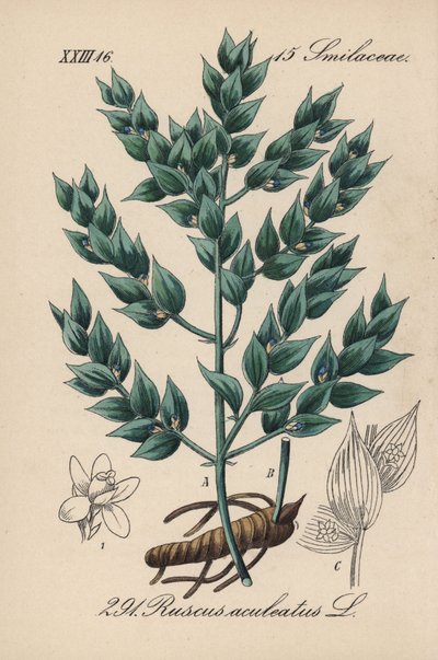 フラゴン偽ヒイラギまたは小ヒイラギ - ブッチャーズ・ブルーム、Ruscus aculeatus。Diederich von Schlechtendal