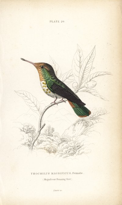 フリルド・コケット、Lophornis magnificus、メス（Magnificent Hummingbird, Trochilus magnificus）。Sir William Jardine