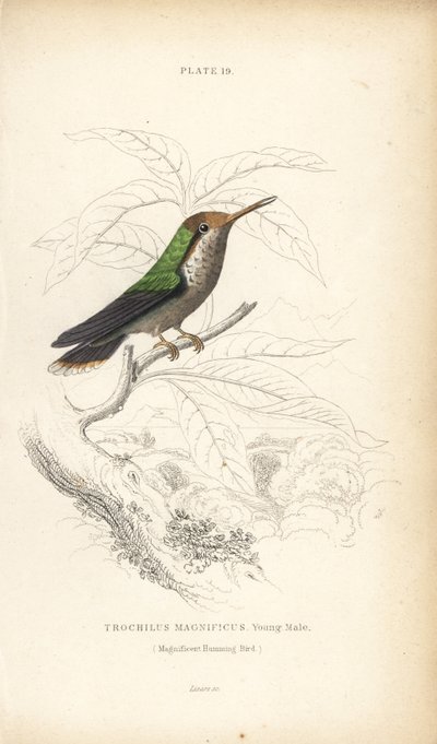 フリルド・コケット、ロフォルニス・マグニフィカス、若いオス（Magnificent Hummingbird, Trochilus magnificus）。Sir William Jardine