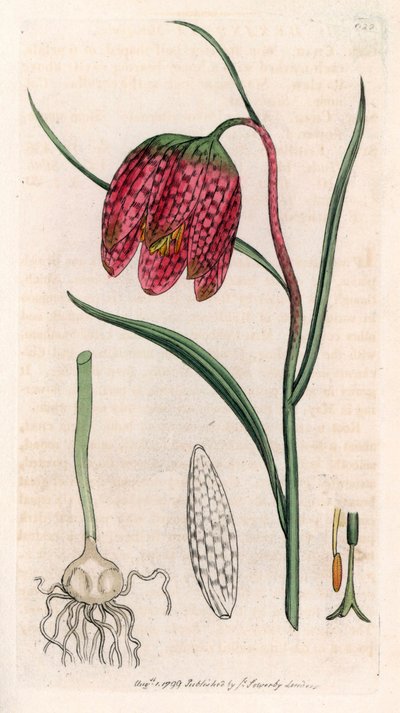 Fritillaria guinea fowl or guinea fowl egg or checkerboard (Fritillaria meleagris) - イギリス、ロンドンで出版されたSmith