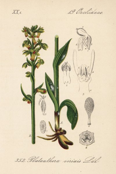 カエルラン - カエルラン、Dactylorhiza viridis (Platanthera viridis)。ディーデリッヒ・フォン・シュレヒテンダール著『ドイツ植物誌』より。 作： Unbekannter Künstler