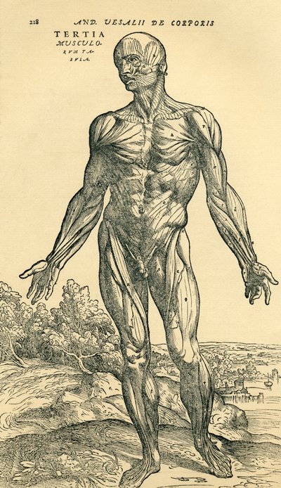 アンドレアス・ヴェサリウスの『De Humani Corporis Fabrica Libri Septem (on the fabric of the human body in seven books)』に掲載された解剖学的研究である男性人体の正面（バーゼル刊 作： Unknown