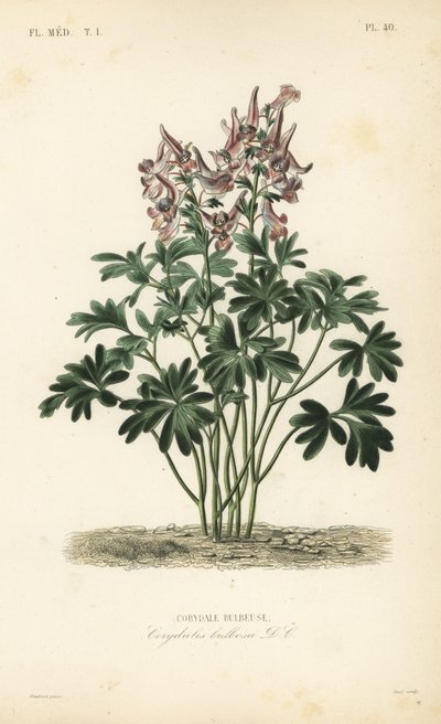 Fumewort, Corydalis solida, Corydalis bulbosa, Corydale bulbeuse 作： Unbekannt