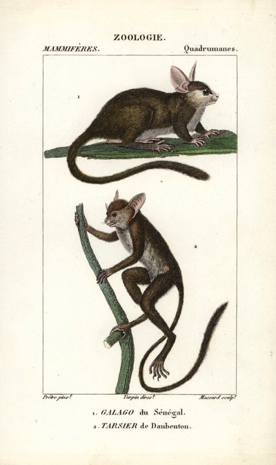 Galago du Senegal and tarsier de Daubenton - Eau forte, Jean Gabriel Pretre (1780-1845) 作、Carnonkel 彫刻、Pierre Jean Francois Turpin (1775-1840) 編集、F.G.Levrau 発行、Frederic Cuvier 著、哺乳類辞典のため。 作： Unbekannter Künstler