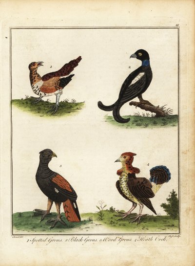 ゲームの鳥: 斑点を付けられたライチョウ、黒いライチョウ、木のライチョウ、ヒース coc 1792 (彫刻) 作： Unbekannter Künstler