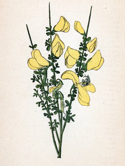 箒(Cytisus scoparius) ポール・ハリオ著 "Atlas colorie des plantes medicinales "より。 作： Unbekannter Künstler