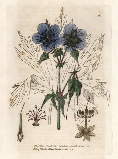 ウィリアム・バクスターの著書 "English Botanical Phenomenes "に掲載された、アイザック・ラッセルのデッサンからのカラー銅版画。 作： Unbekannter Künstler