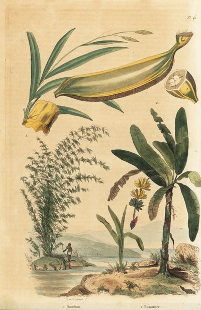 巨大なとげのある竹の植物、Bambusa bambos (Bambos arundinacea)と、果実と断面を持つバナナの木、Musa paradisiaca 作： Unbekannt