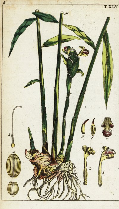 ショウガの植物と根、ショウガのオフィシナーレ。 作： Unbekannter Künstler