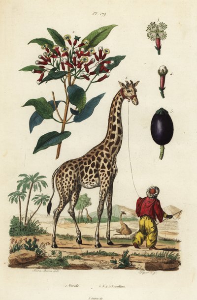 キリン（Giraffa camelopardalis）とハンドラー、クローブの木（Syzygium aromaticum）。 作： Unbekannt