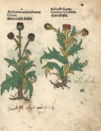 グローブ・アーティチョーク（Cynara cardunculus var. scolymus）と野アザミ（Carduus sylvestris）。アダム・ロニカーの『Krauterbuch, or Herbal, Frankfurt』に掲載された植物図版の手彩色木版画。 作： Unbekannter Künstler