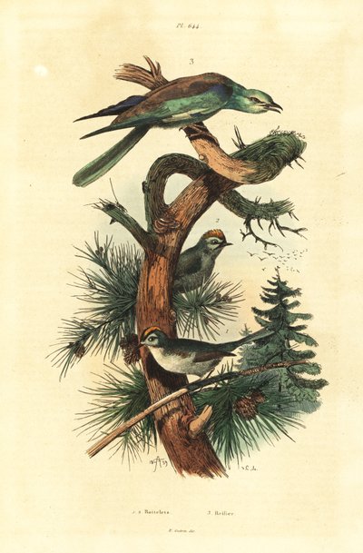 ゴールドクレスト（Regulus regulus）、ヨーロピアンローラー（Coracias garrulus）。 作： Unbekannt