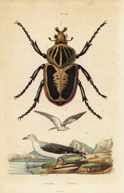 ゴライアス・ビートル（Goliathus goliatus）1とコモン・ガーリー（Larus canus）2 作： Unbekannt