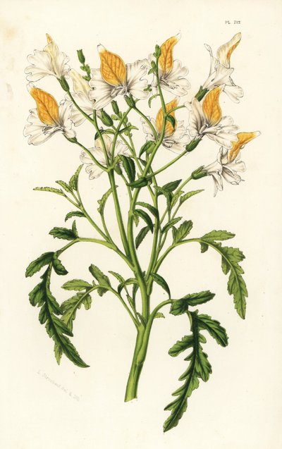 グラハム・スキザンサス、Schizanthus grahamii。Louis van Houtte and Charles Lemaire