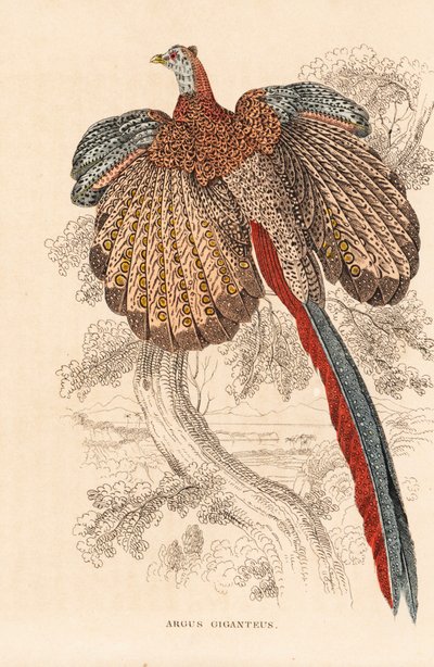 大キジ、Argusianus argus (Argus giganteus)。ゲオルク・フリードリヒ・トライチケの自然史ギャラリー、ティアライヒ自然史ビルダーザール、リエプツィヒ所蔵の手彩色リトグラフ。 作： Unbekannter Künstler