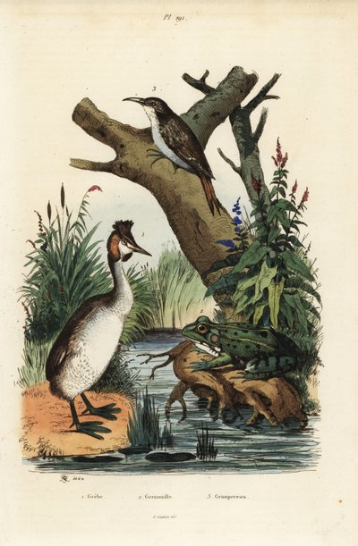 カンムリカイツブリ、Podiceps cristatus 1、アオガエル、Pelophylax esculentus 2、ユーラシア・ツリークリーパー、Certhia familiaris 3 作： Unbekannt